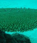 Le corail, un écosystème à lui tout seul